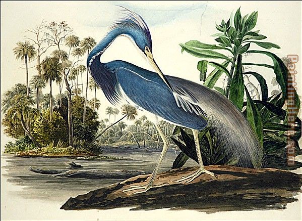 Louisiana Heron painting - John James Audubon Louisiana Heron art painting